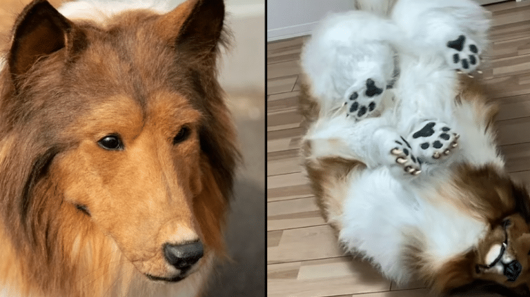Man Who Spent £12,480 To Become A Collie Barks Back At Haters After He’s Taken For A Walk In Viral Video