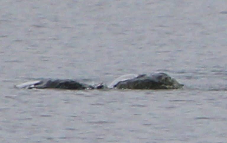 A Woman Claims To Have Found The Loch Ness Monster And She Has The Pictures To Prove It