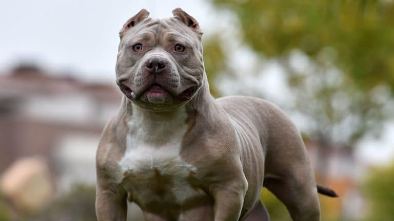 Two XL Bully Dogs Shot Dead After Killing 22 Pregnant Sheep In Wales – Owner Fined