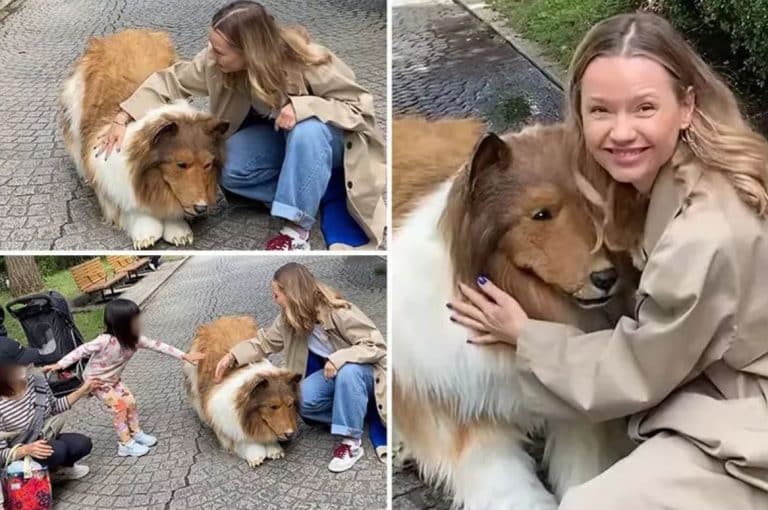 Man Who Spent £12.5k Becoming A Border Collie Allows Kids To Pet Him As Owner Says He ‘Won’t Bite’