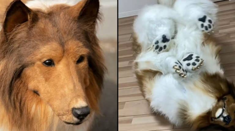 Man Who Spent £12,480 To Become A Collie Quits After Realising It’s ‘Very Difficult’ To Walk Like A Dog