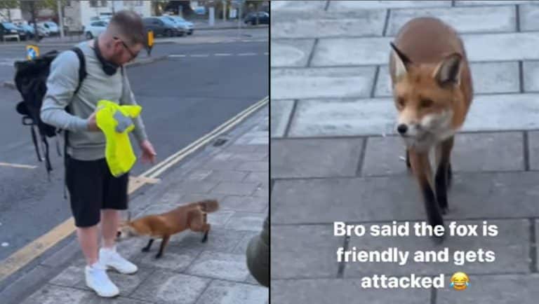 Man Goes Viral After Getting Bitten By Fox Moments After Explaining That They’re ‘Friendly’