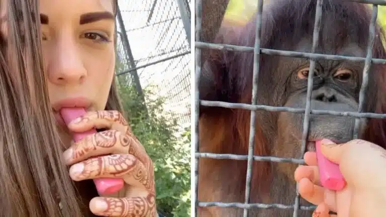 Russian Woman Under Fire After Giving Endangered Orangutan A Few Hits On Her Vape Pen