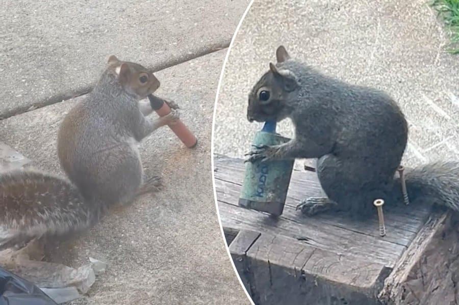 Squirrels Are ‘Vaping’ E-Cigarettes In South London After Mistaking Fruity Aromas For Food